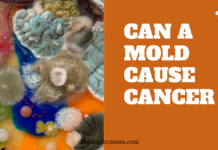 Can Mold Cause Cancer: Separating Fact from Fiction Can Mold Cause Cancer