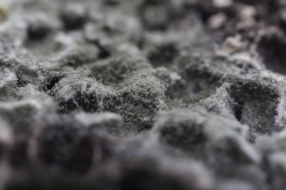 Can Black Mold Cause Cancer