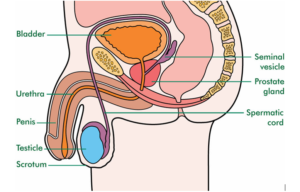 Penis Cancer Symptoms